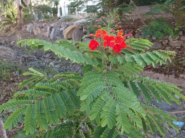 Red Bird of Paradise (Caesalpinia pulcherrima)