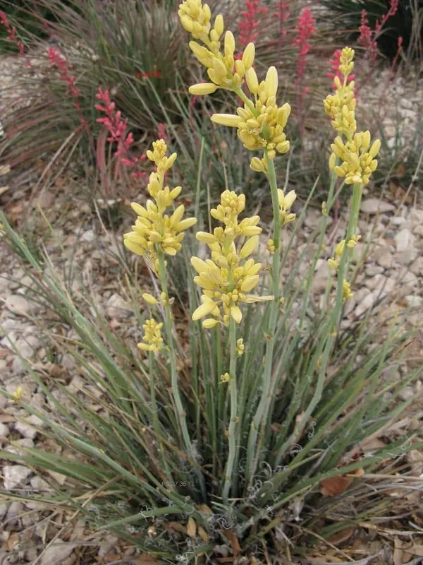 Red Yucca, Yellow Yucca (Hesperaloe parviflora)