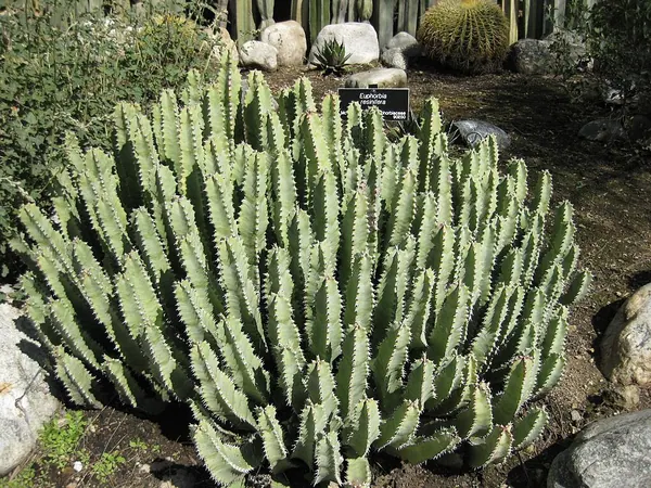 Resin Spurge (Euphorbia resinifera)