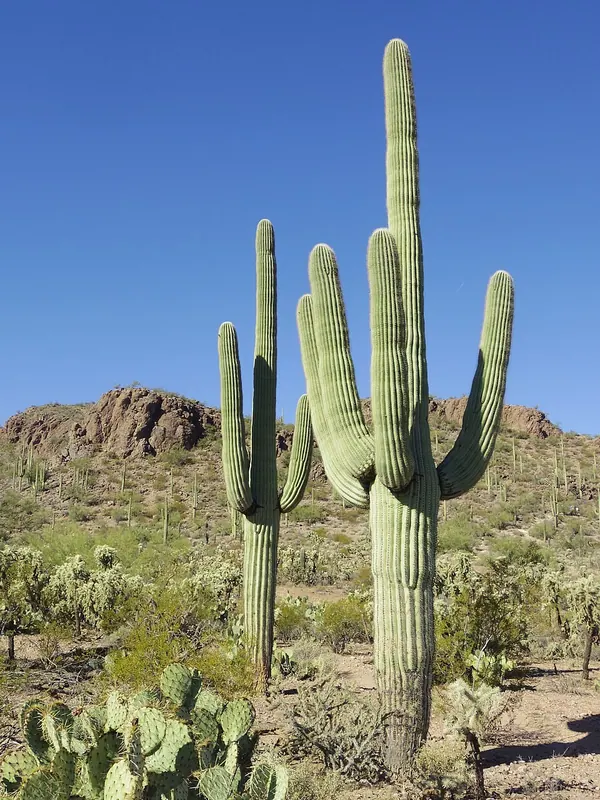 Saguaro Cactus (Carnegiea gigantea)