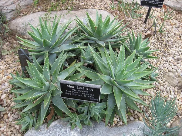 Shortleaf Aloe (Aloe brevifolia)