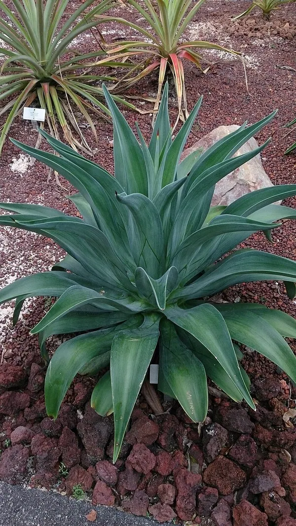 Smooth Agave (Agave desmettiana)
