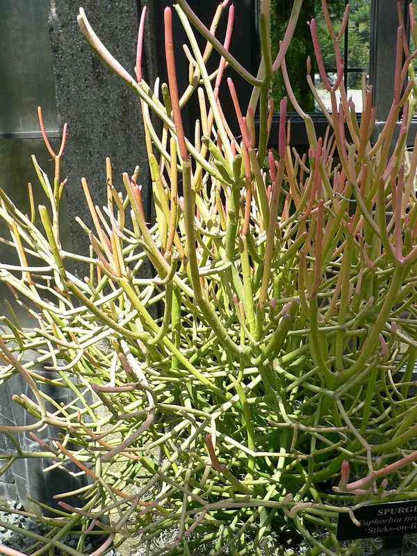 'Sticks of Fire' (Euphorbia tirucalli)