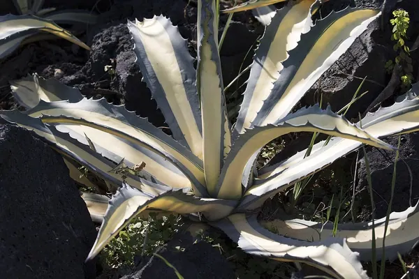 Striped Century Plant (Agave americana var. striata)