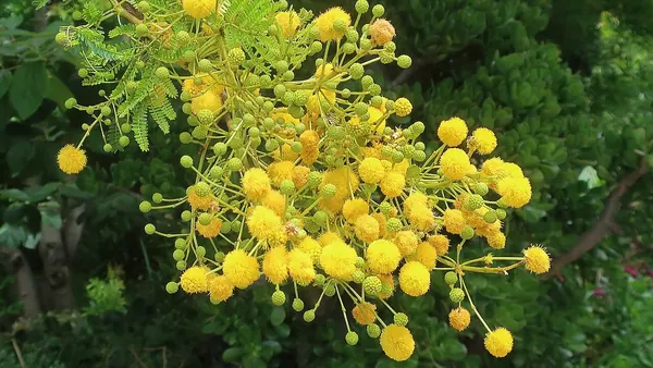 Sweet Acacia or Huisache (Acacia farnesiana)