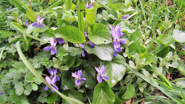 Sweet Violet (Viola odorata)