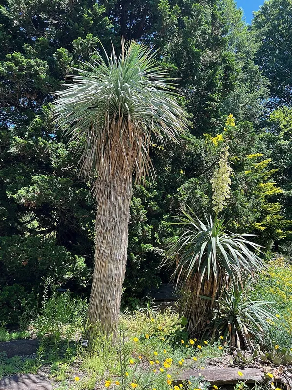 Thompson Yucca (Yucca thompsoniana)