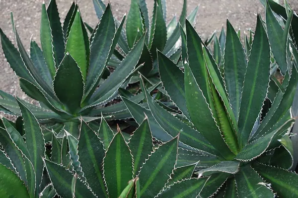 Thorncrest Century Plant (Agave lophantha)
