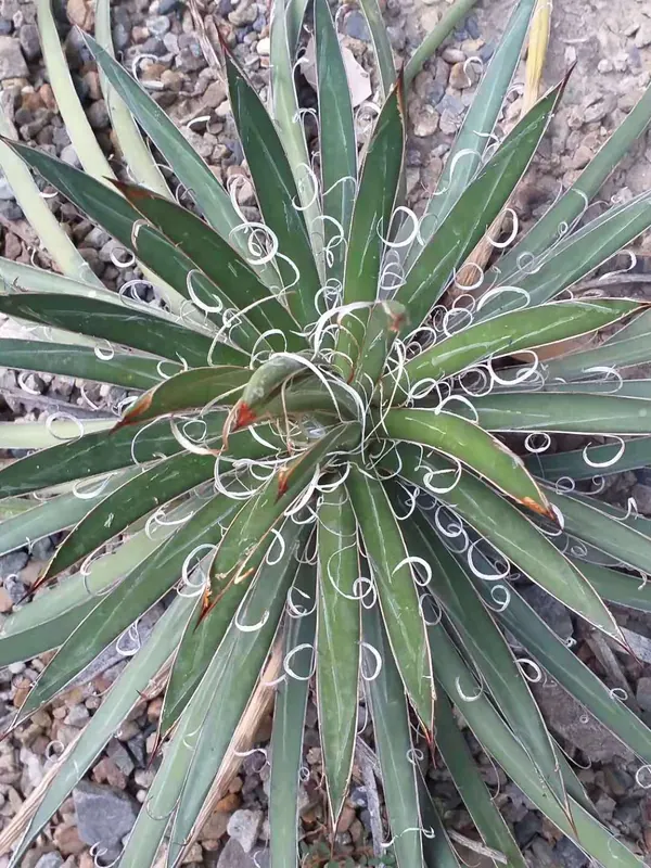 Thread-Leaf Agave (Agave filifera subsp. schidigera)