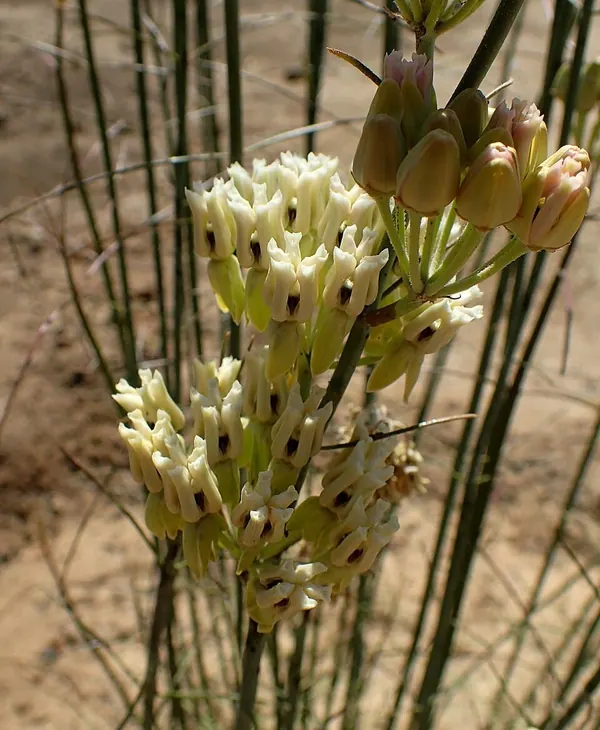 Threadleaf Milkweed (Asclepias subulata)