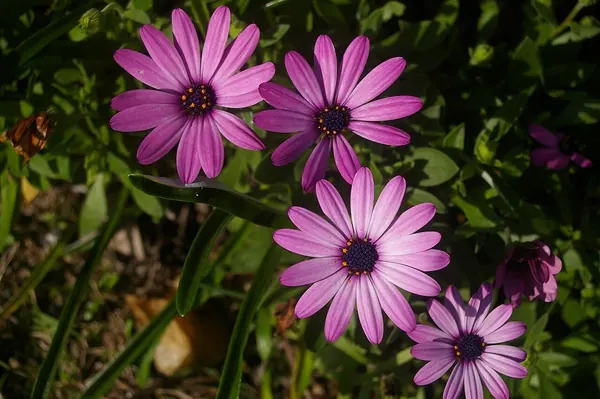 Trailing African Daisy (Osteospermum fruticosum)
