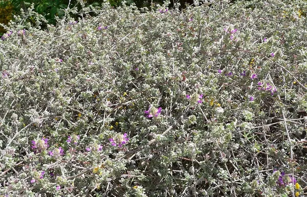 Trailing Indigo Bush (Dalea greggii)