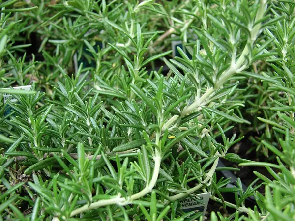 Trailing Rosemary (Rosmarinus officinalis 'Prostratus' (now classified as Salvia rosmarinus 'Prostratus'))