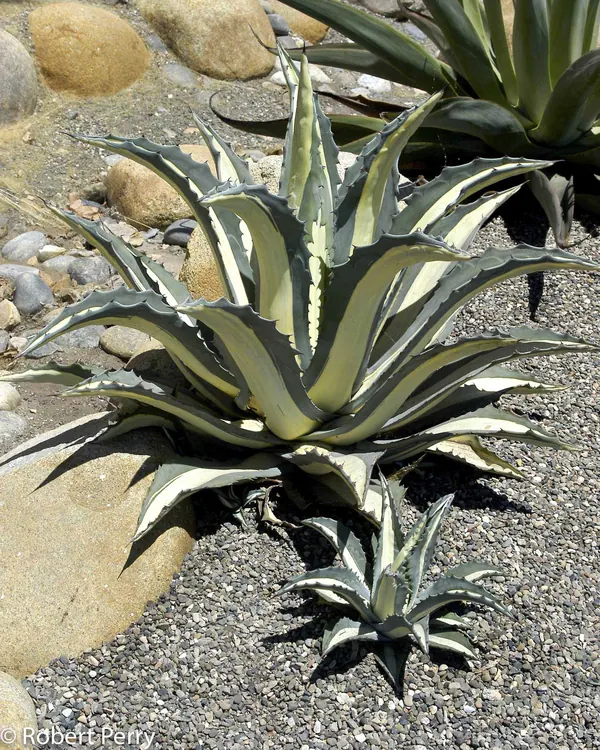 White Striped Century Plant (Agave americana var. medio-pictaf. alba)