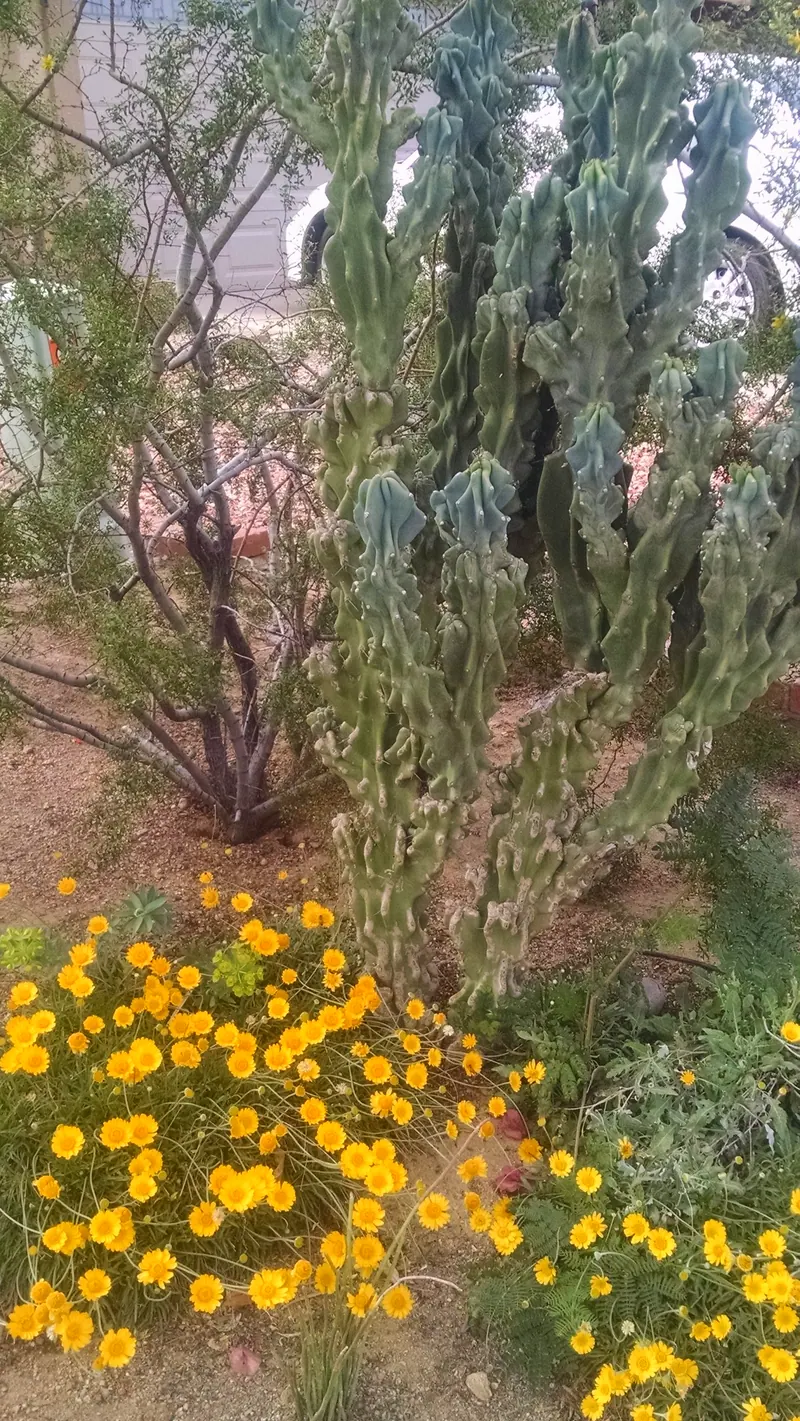 Lush garden scene, photo 1