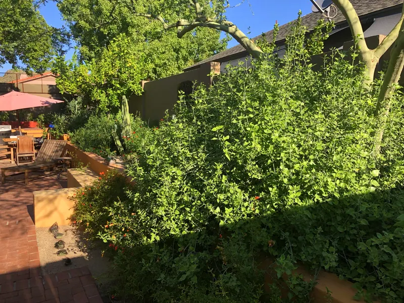 Lush garden scene, photo 6