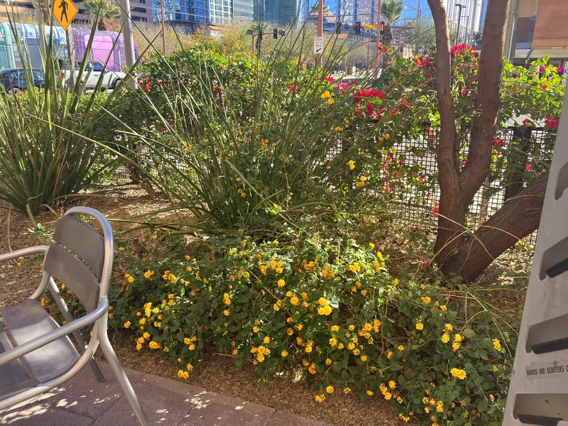 Lush garden scene, photo 9