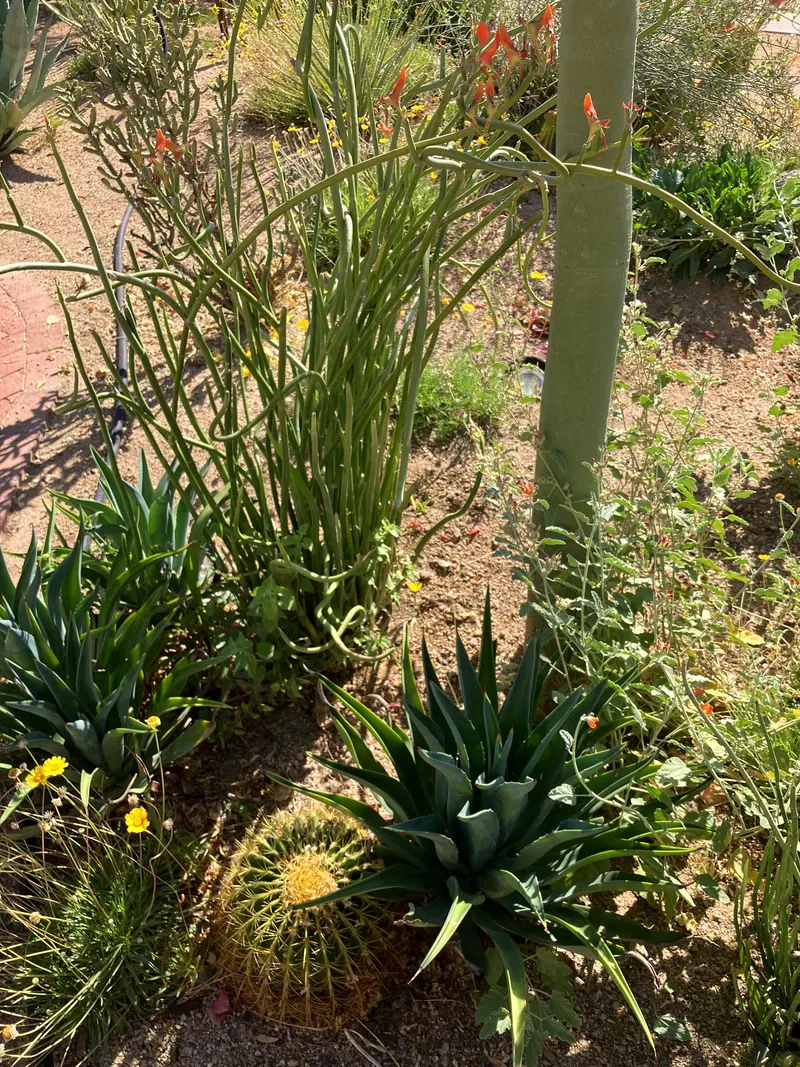 Lush garden scene, photo 11