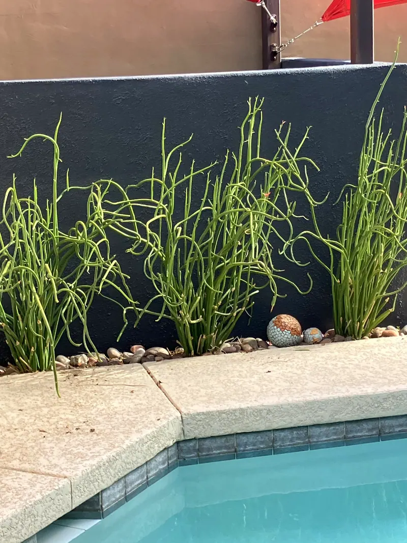 Sculpture garden scene, photo 18