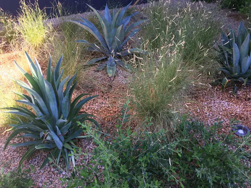 Soft & Leafy garden scene, photo 4
