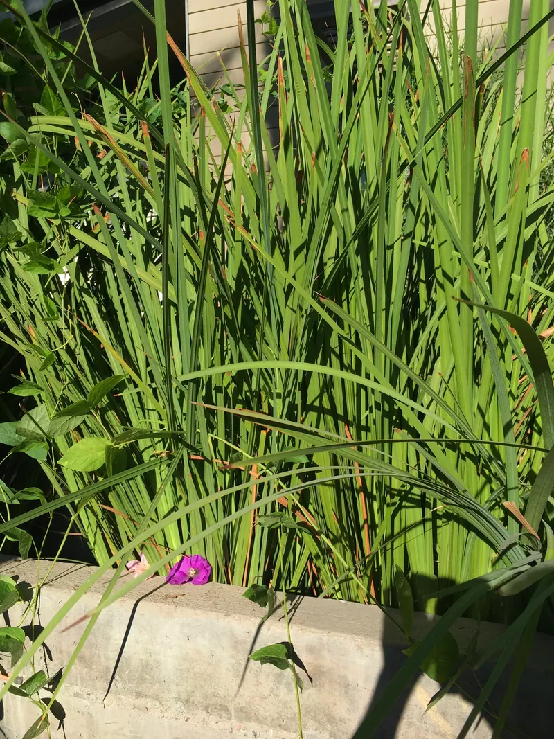 Soft & Leafy garden scene, photo 5