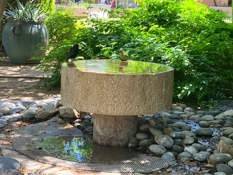 Soft & Leafy garden scene, photo 10
