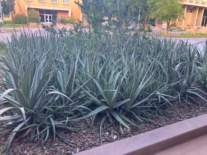 Spiky garden scene, photo 1