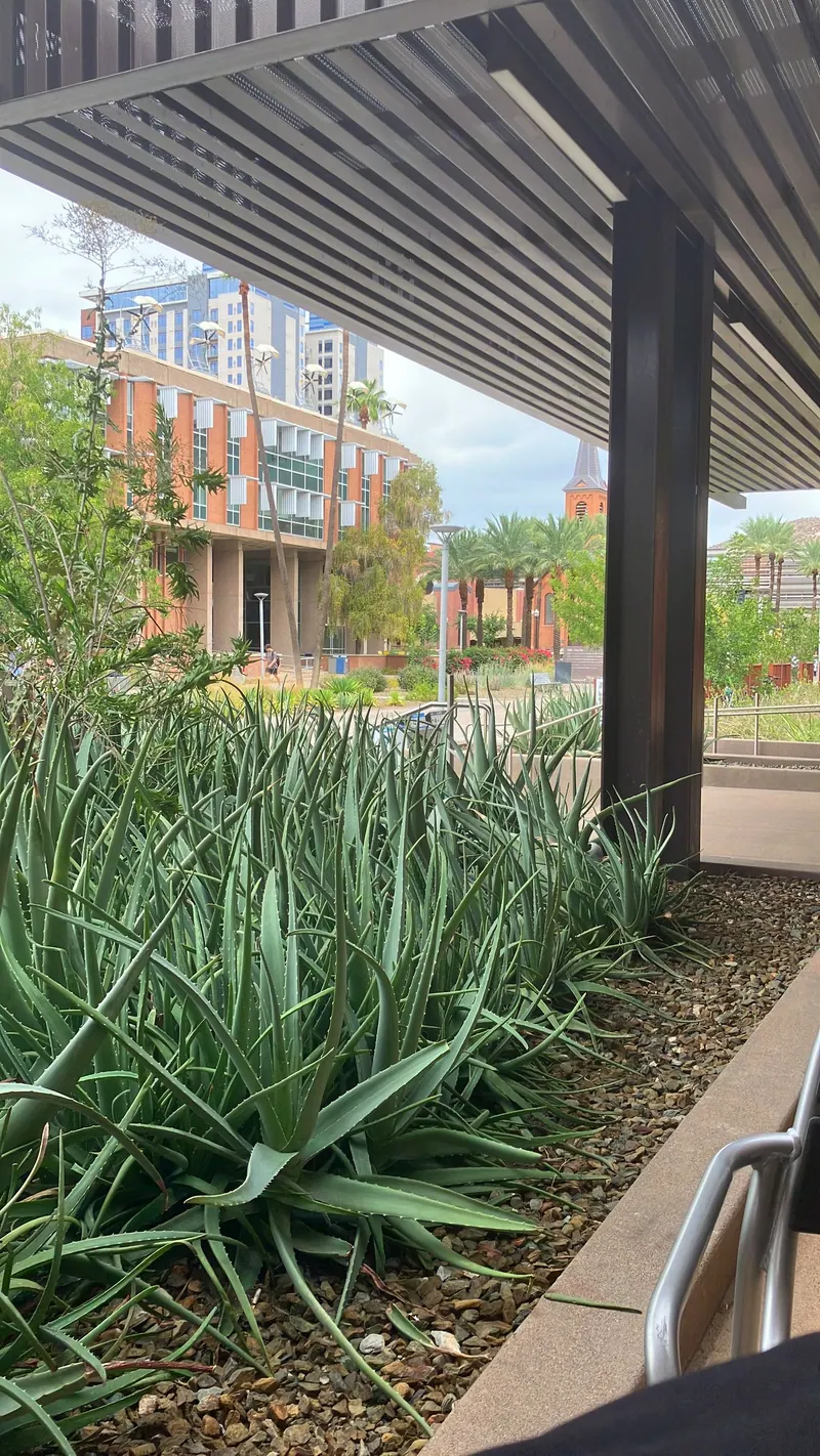 Spiky garden scene, photo 6