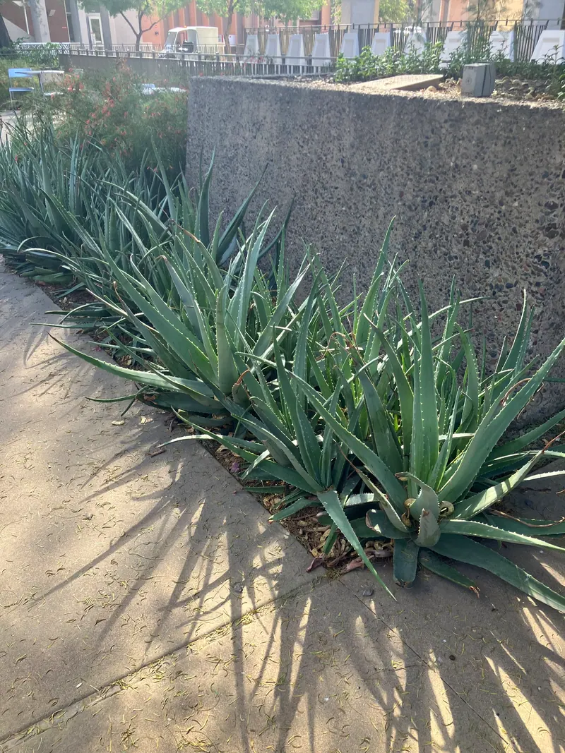 Spiky garden scene, photo 7