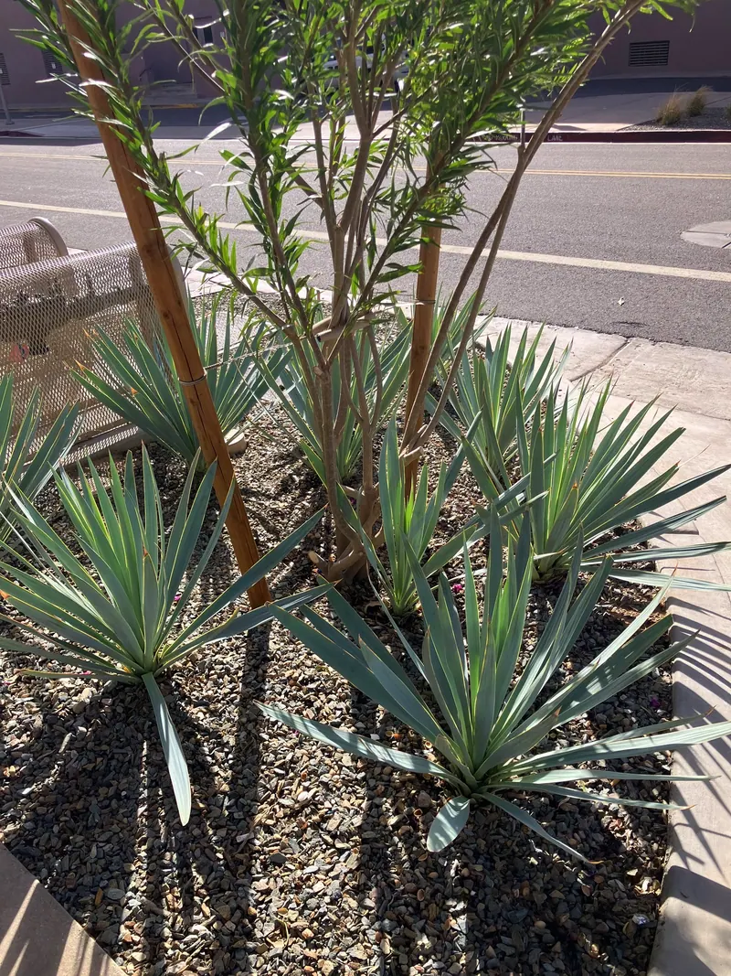 Spiky garden scene, photo 12