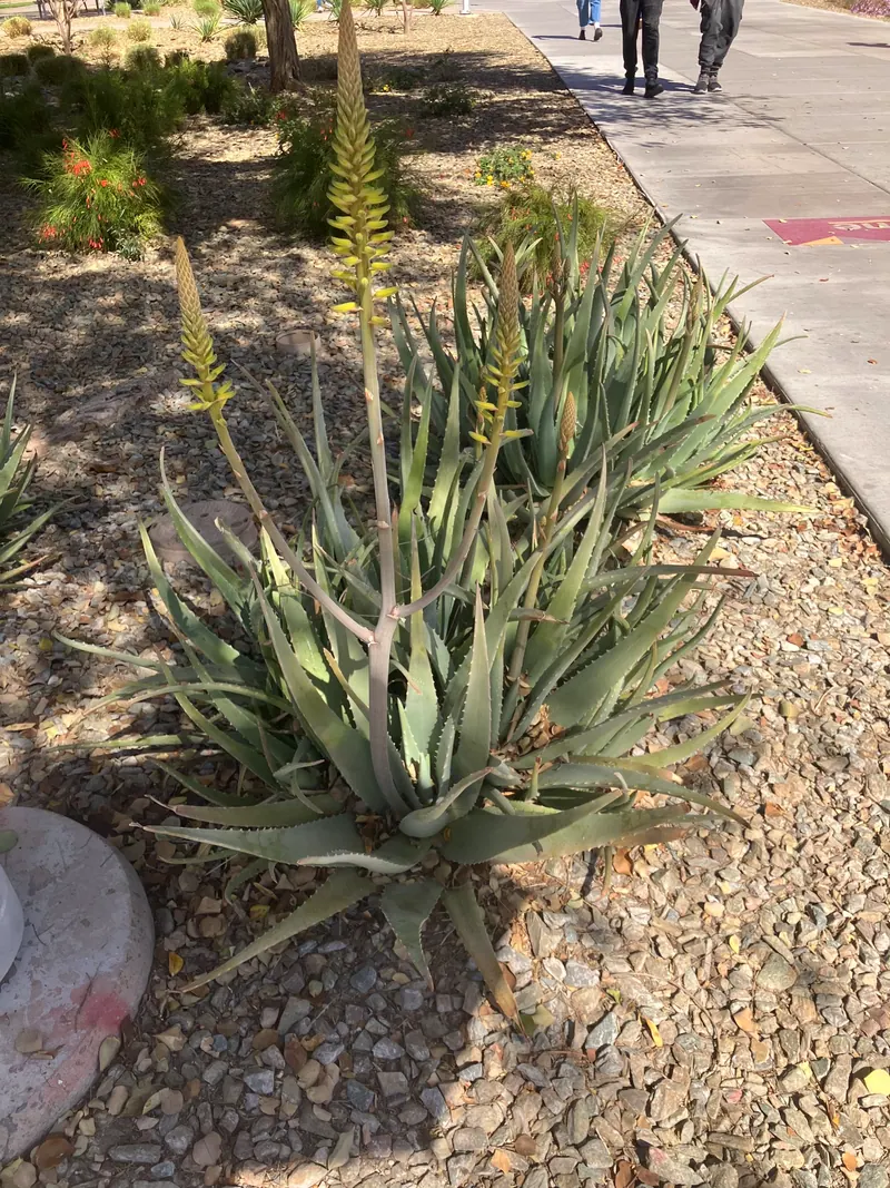 Spiky garden scene, photo 15